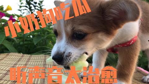 娱乐吃瓜酱送小狗视频下载